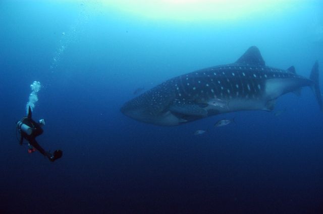 whale shark underwater in the galapagos islands